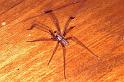 Tegenaria_parietina_P1148_Z_82_Les Gris_Frankrijk